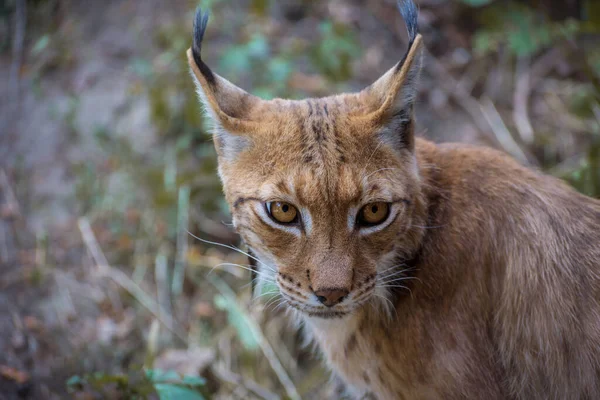 Eurasian Lynx Lynx Lynx Medium Sized Wild Cat Black Tufts — Stockfoto