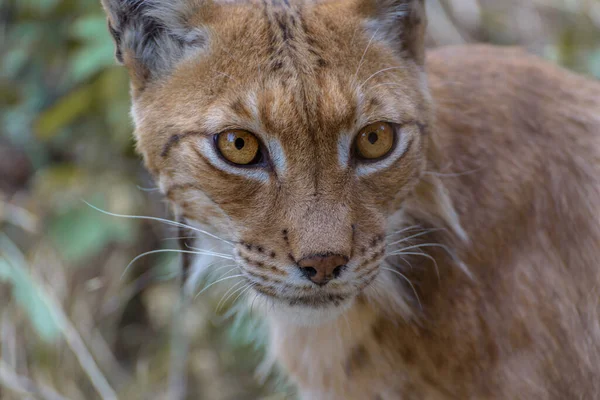 Eurasian Lynx Medium Sized Wild Cat Black Tufts Hair Its — Foto Stock