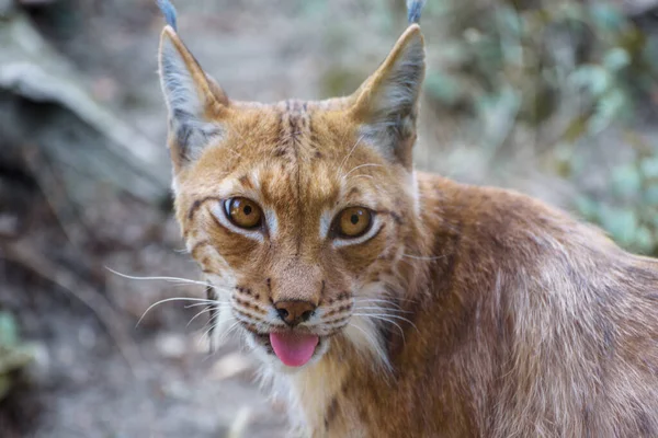 Eurasian Lynx Medium Sized Wild Cat Black Tufts Hair Its — Stock Fotó