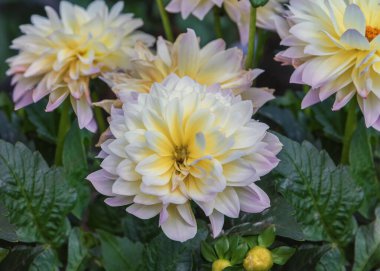 Dahlia-Hybride. White Autumn flowers for gardens, parks, balconies terraces