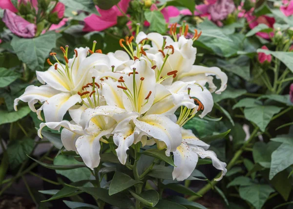 Lilium candidum, the Madonna lily or white lily, luxurious plant with large white flowers. Autumn flowers for gardens, parks, balconies, terraces