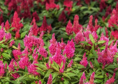 Celosia argentea plumosa, the plumed cockscomb or silver cock's comb, a herbaceous plant of tropical origin of bright colors. Summer flowers for gardens, parks