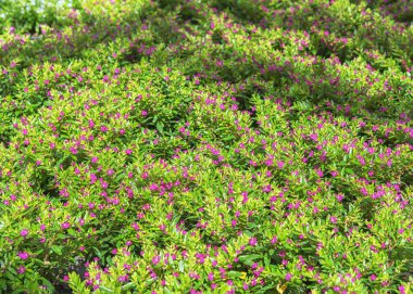 Cuphea hyssopifolia, the false heather, Mexican heather, Hawaiian heather or elfin herb, a small evergreen shrub. Autumn flowers for gardens, parks, balconies, terraces