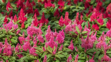 Celosia argentea plumosa, the plumed cockscomb or silver cock's comb, a herbaceous plant of tropical origin of bright colors. Summer flowers for gardens, parks, balconies