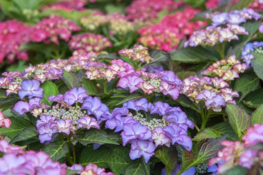 Hydrangea Macrophylla Tiffany Lila with flowers of reddish and bluish nuances enchants the gardens. Autumn flowers for gardens, parks, balconies, terraces