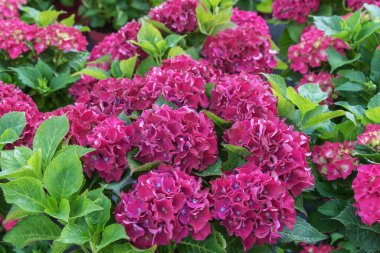 Hydrangea macrophylla, bigleaf, French, lacecap, mophead hydrangea, penny mac and hortensia, a deciduous shrub. Autumn flowers for gardens, parks, balconies, terraces