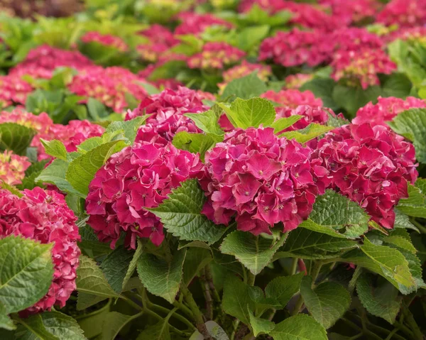 Hydrangea macrophylla, bigleaf hydrangea, French hydrangea, lacecap hydrangea, mophead hydrangea, penny mac and hortensia, a deciduous shrub