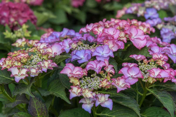 Hydrangea Macrophylla Tiffany Lila with flowers of reddish and bluish nuances enchants the gardens. Autumn flowers for gardens, parks, terraces