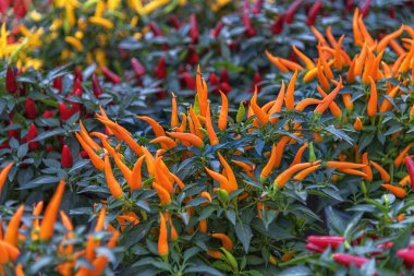 Ornamental pepper, Capsicum annuum. House plant, a pot culture with rich branching, dark green foliage, striking fruit shape, attractive colors