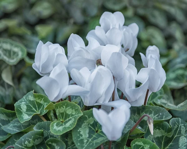 Cyclamen Perennial Flowering Plants White Flowers Upswept Petals Variably Patterned — Foto de Stock