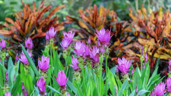 Turmeric, a flowering plant, Curcuma longa. Autumn flowers for gardens, parks, terraces and cooking