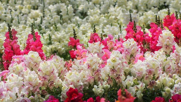 Antirrhinum, dragon flowers, snapdragons and dog flower. Ornamental plant for borders and as a cut flower. Flowers for gardens, parks, terraces