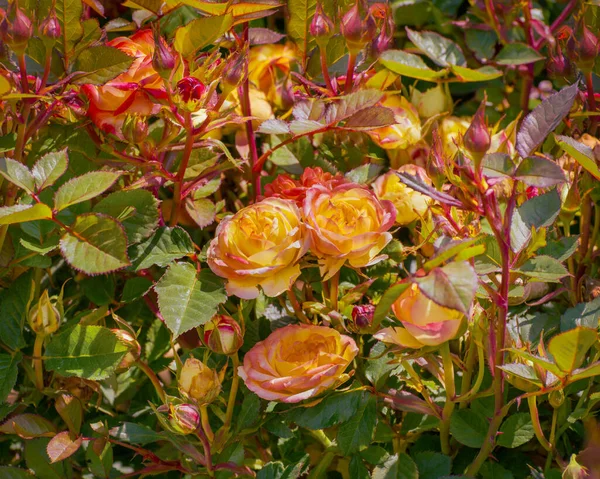 Rosa Ibrida Colore Insolito Con Foglie Verde Scuro Lucide Fiori — Foto Stock