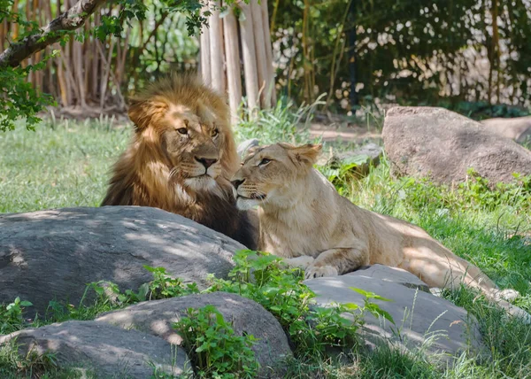 Afrikaanse Leeuw Leeuwin Zomer Landschap Dieren Het Wild — Stockfoto