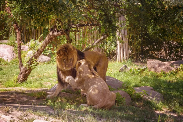 Afrikaanse Leeuw Met Leeuwin Leeuwin Zomer Landschap Kijken Naar Dieren — Stockfoto