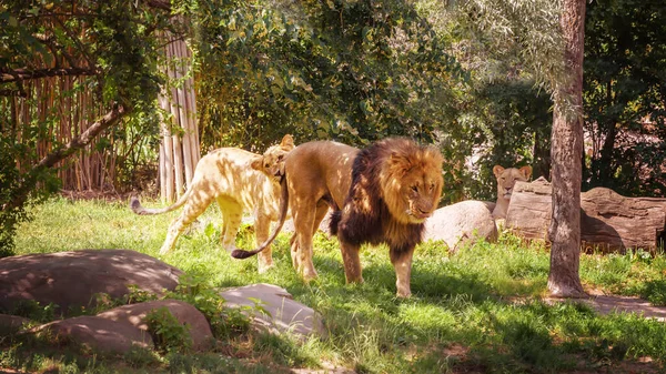 Afrikaanse Leeuwen Zomer Landschap Kijken Naar Dieren Het Wild — Stockfoto
