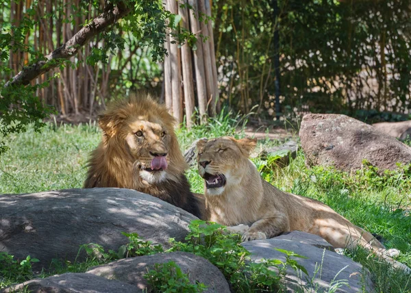 Afrikaanse Leeuwen Een Paar Volwassen Leeuwen Zomer Landschap Dieren Het — Stockfoto