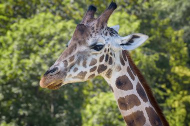 Rothschild 'in zürafası, Giraffa camelopardalis rothschildi, Baringo zürafası. Portre