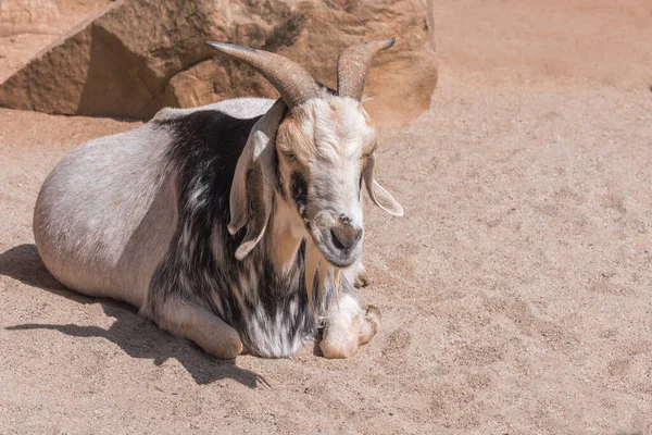 Damara Goat, a Namibian breed of fat-tailed hair sheep. Portrait