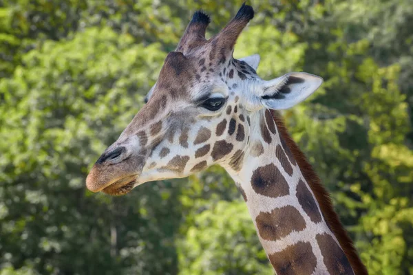 Jirafa Rothschild Giraffa Camelopardalis Rothschildi Jirafa Baringo Retrato — Foto de Stock