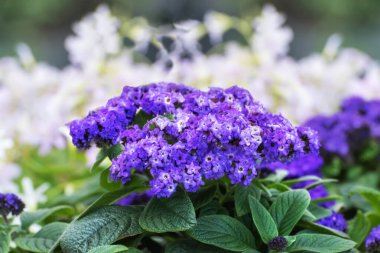 Heliotropium ağaçlar, bahçe sarmaşığı ya da sadece helotrop, çalılık, her zaman yeşil, kısa ömürlü, yoğun mor çiçekli, vanilya gibi kokulu, parlak mor çiçek kümeleri.