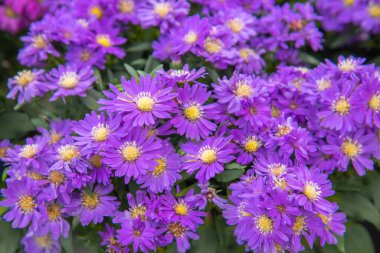 Aster Starletta Pembesi, çekici ve renkli çiçekler. Bahçeler, parklar, balkonlar, teraslar için sonbahar çiçekleri