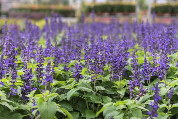 Salvia farinacea, the mealycup sage, or mealy sage, a herbaceous perennial with violet-blue spikes and shiny leaves. Autumn flowers for gardens, parks, balconies, terraces, rooms