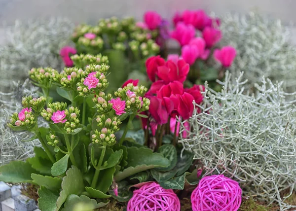 Arreglo Floral Otoño Rosa Verde Con Ciclamens Geranios Iluminará Dulce —  Fotos de Stock