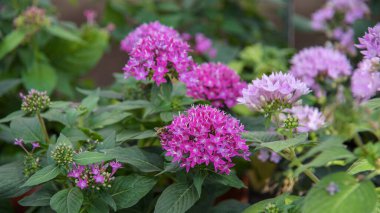 Pentas Lanceolata, Mısır yıldız kümesi. Bahçeler, parklar, balkon teras odaları için çiçekler.