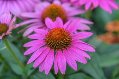 Gösterişli çiçekler Echinacea purpurea, doğu mor coneflower, mor coneflower, kirpi coneflower, veya echinacea. Bahçeler, parklar, balkon terasları için çiçekler. Kapat.