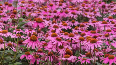 Echinacea purpurea tarlası. Bahçeler, parklar, balkonlar için çiçekler.