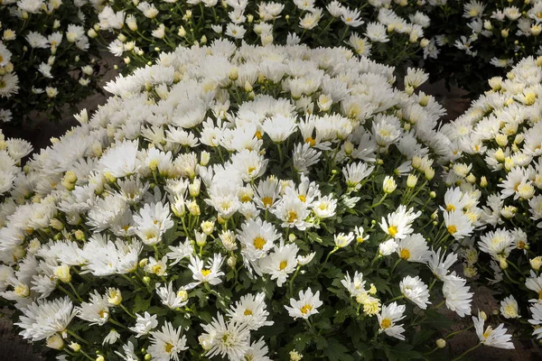 Crisantemo Blanco Para Hermoso Jardín Otoño Flores Otoño Para Jardines —  Fotos de Stock