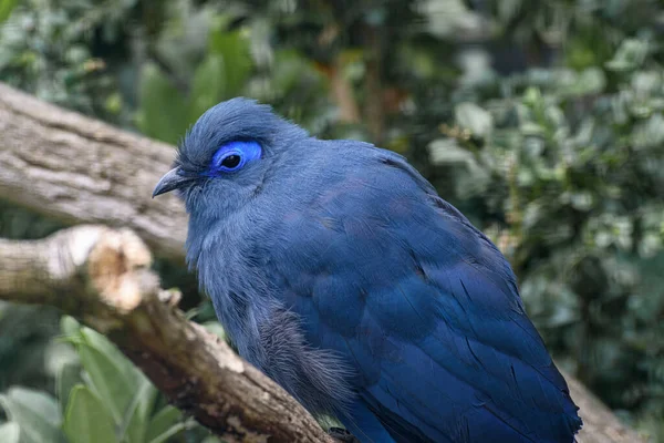 Kék Coua Coua Caerulea Mély Kék Tollakkal Jellegzetes Kék Ovális — Stock Fotó