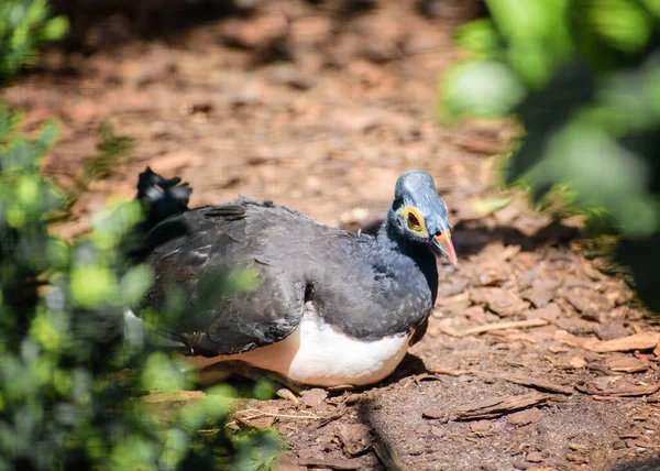 Maleo Macrocephalon Maleo Grande Megapode Con Una Prominente Corona Ossea — Foto Stock