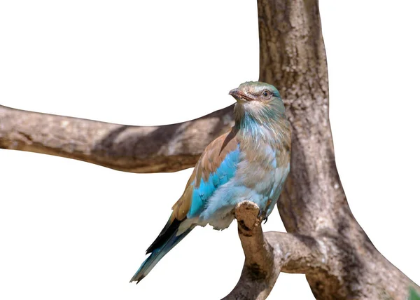 European Roller Coracias Garrulus Een Stevige Vogel Met Blauwe Oranjebruine — Stockfoto