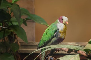 Sarı göğüslü meyve güvercini, balorinay, Ptilinopus occipitalis. Kuşlar izliyor. Portre Kapat