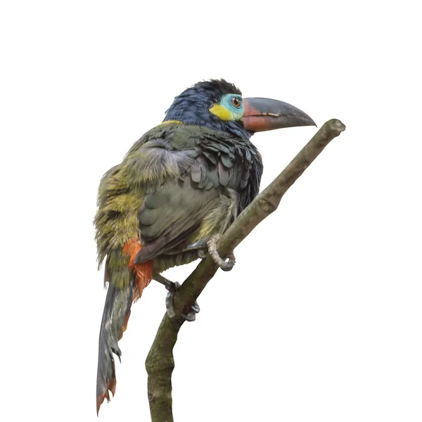 Toucanet Guyanais Selenidera Piperivora Observation Des Oiseaux Portrait Fermer Isolé — Photo