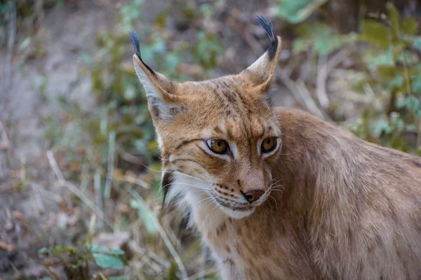 Eurasischer Luchs Eine Mittelgroße Wildkatze Porträt — Stockfoto