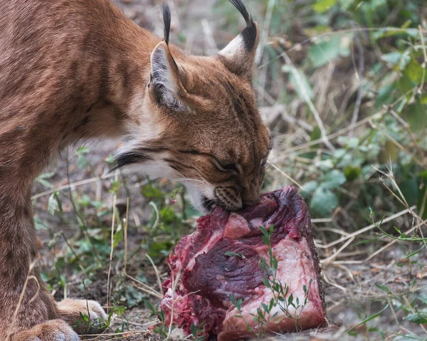 Lince Eurasiatica Gatto Selvatico Medie Dimensioni Morde Pezzo Carne Cruda — Foto Stock