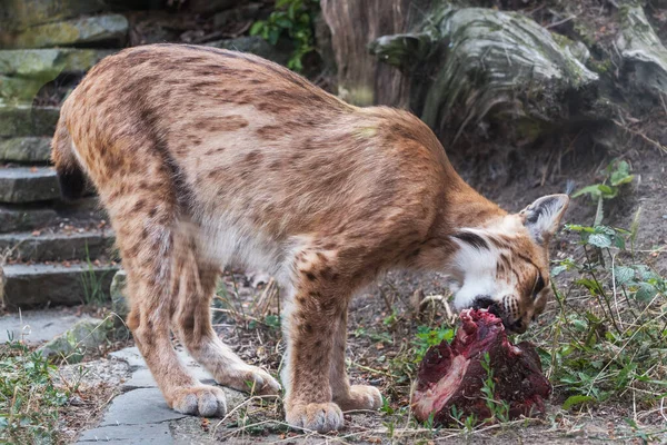 Der Eurasische Luchs Eine Mittelgroße Wildkatze Beißt Ein Stück Rohes — Stockfoto