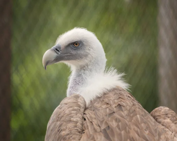 Eurasian Griffon Vulture Gyps Fulvus Англійською Портрет Птахи Спостерігають Відпочинком — стокове фото