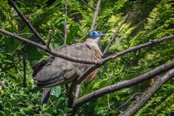 Giant Coua Portrét Pozorování Ptáků Rekreační Aktivity — Stock fotografie