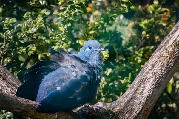 Blue Coua Coua Caerulea Głębokimi Niebieskimi Piórami Charakterystycznym Niebieskim Owalnym — Zdjęcie stockowe
