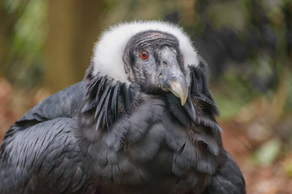 Condor Andin Vultur Gryphus Vautour Cathartique Sud Américain Géant Portrait — Photo