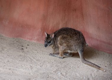 Parma wallaby, Notamacropus parma, Güneydoğu Avustralya ormanlarına özgü küçük, zıplayan, kanguru benzeri bir memeli. Portre
