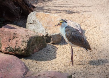 Maskeli kanat, Vanellus Miles, Avustralya 'ya özgü bir kuş. Portre