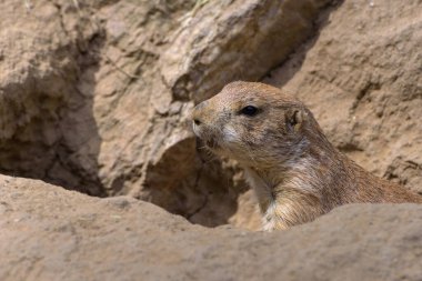 Kara kuyruklu çayır köpeği, Cynomys ludovicianus, Sciuridae familyasından bir kemirgen. Portre. Kapat.