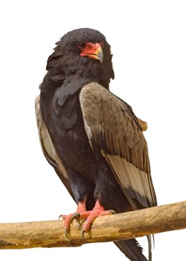 Bateleur, Terathopius ecaudatus, Accipitridae familyasından orta büyüklükte bir kartal. İzole edilmiş