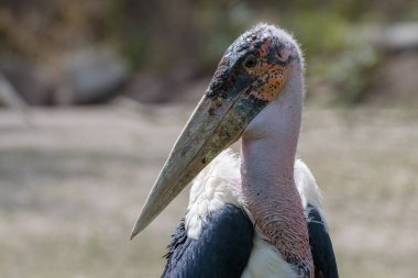 Marabou leyleği, Leptoptilos crumeniferus, leylek familyasından büyük bir kuş.