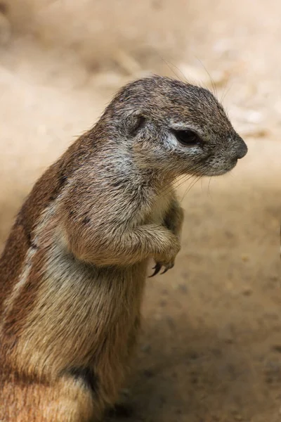 Cape Ground Squirrel Güney Afrika Yer Sincabı Geosciurus Inauris Portre — Stok fotoğraf